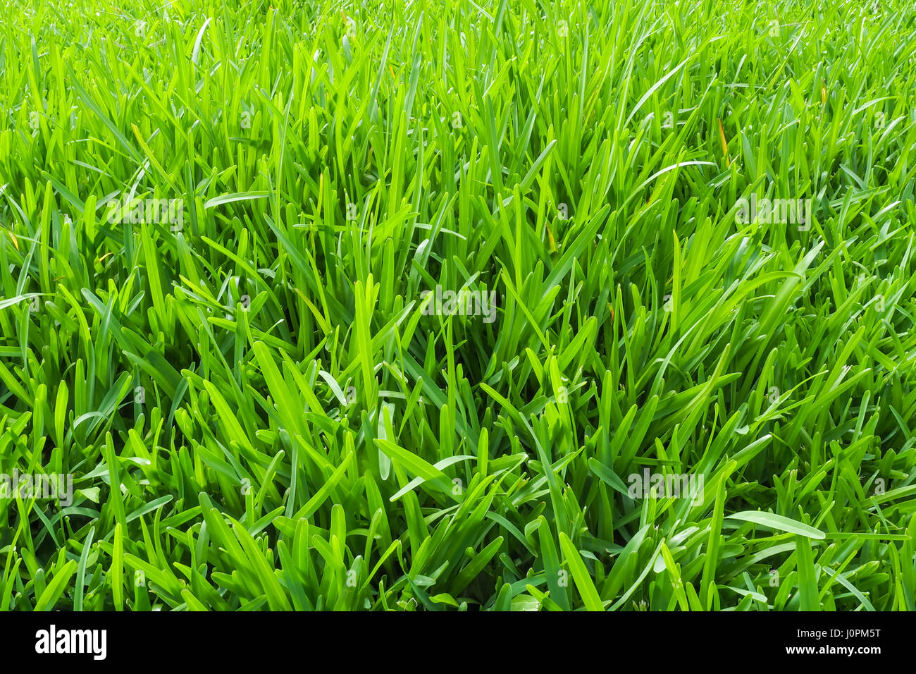 A section of long green lawn grass, close-up. Stock Photo