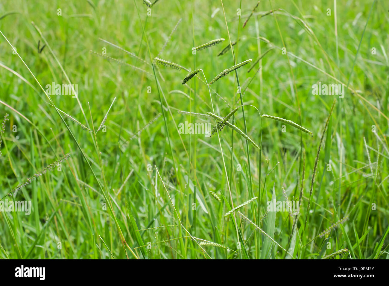 Paspalum seed heads, filled with seeds, surrounded by grasses and other weeds. Stock Photo