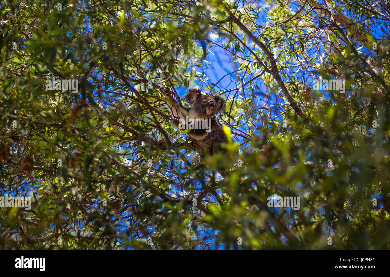 A koala bear sitting in a eucalyptus tree Stock Photo
