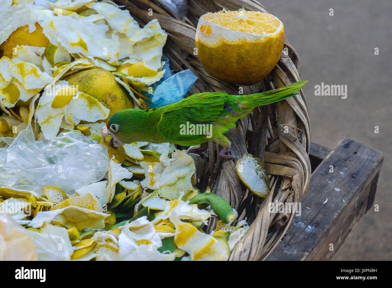 Parrot eats orange, street food in granada, nicaragua Stock Photo