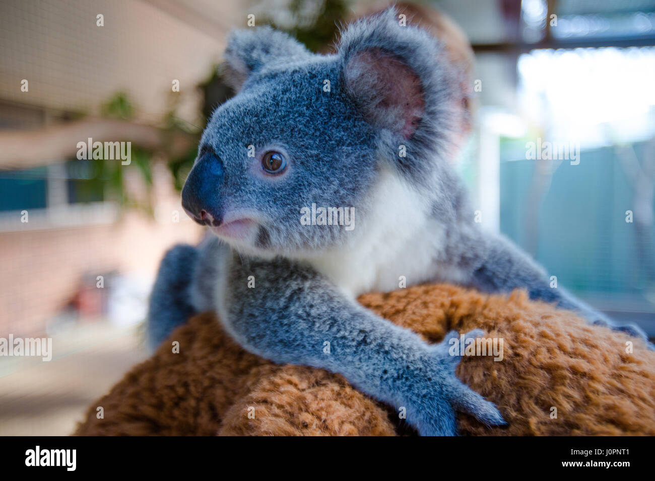 A baby koala bear who lost its parents living in a sanctuary living its life in captivity.  Queensland, Australia. Stock Photo