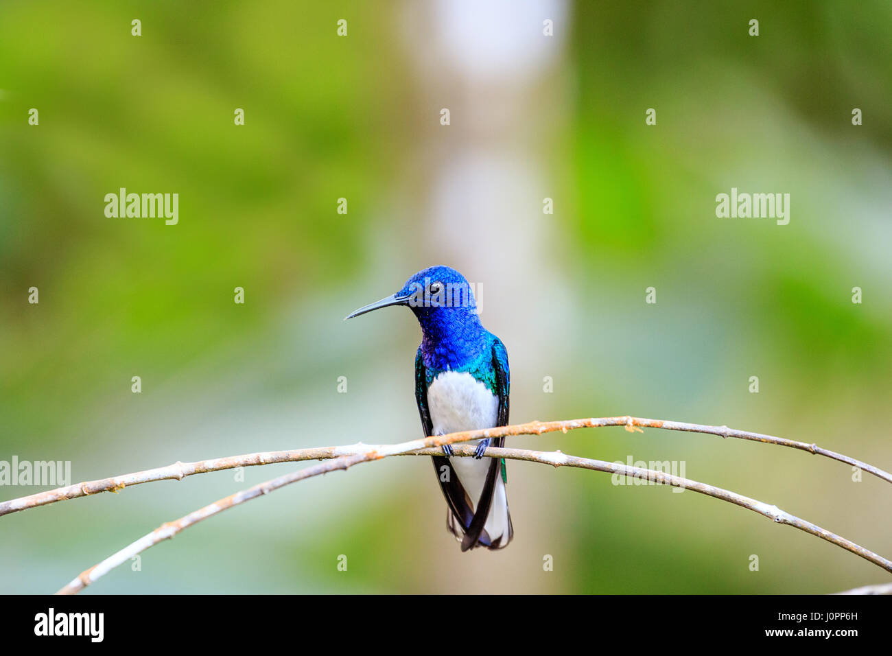White-necked Jacobin hummingbird from panama Stock Photo