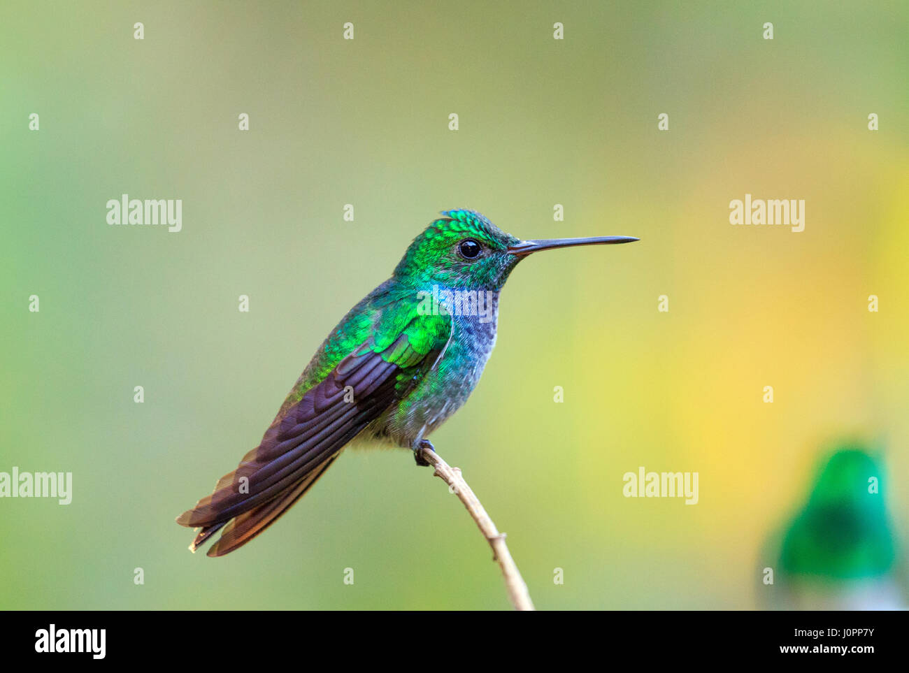 blues chested hummingbird from panama Stock Photo