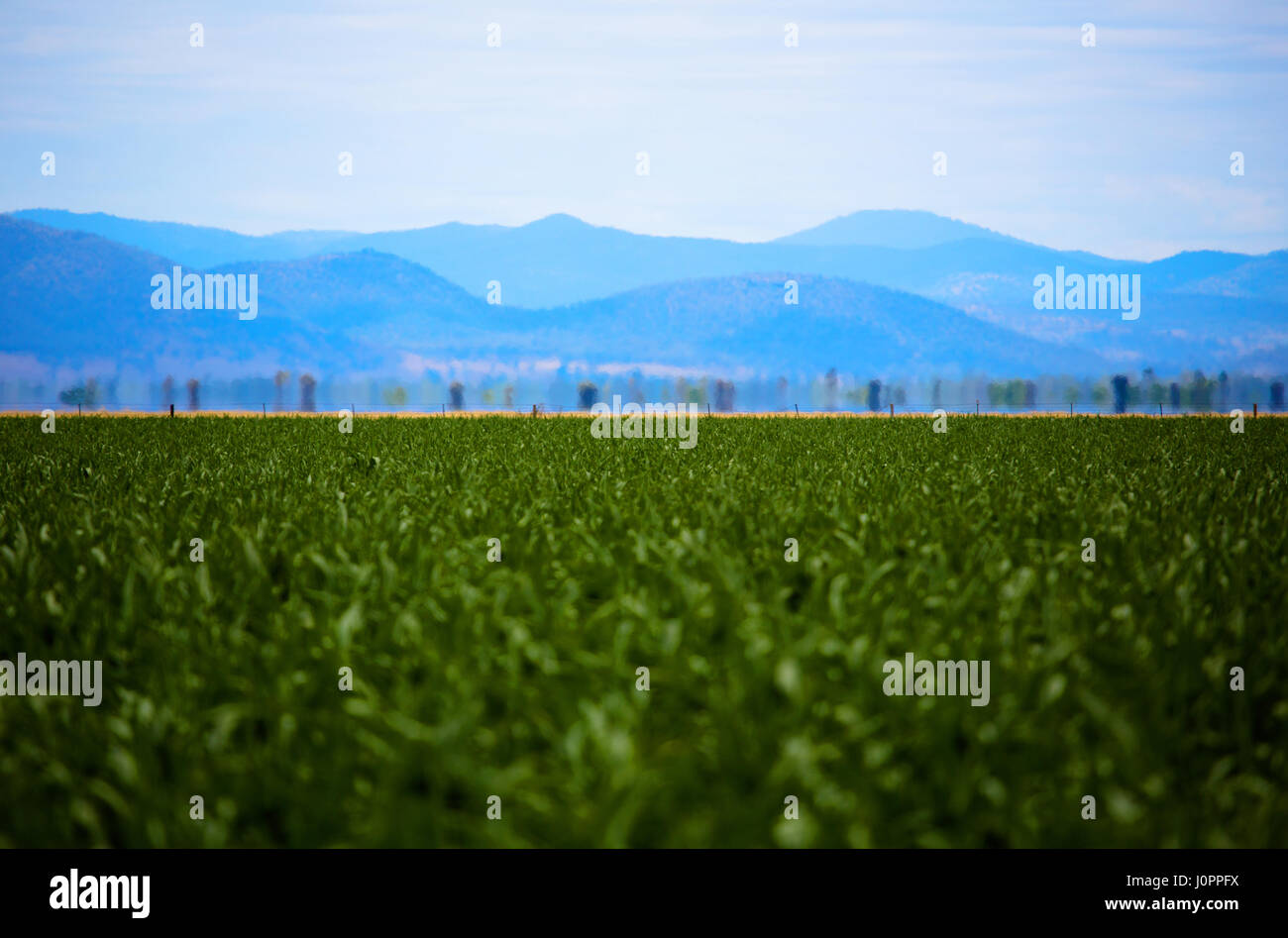A mountain ridge sits behind a great crop ready to be harvested in the Liverpool plains, NSW, Australia Stock Photo