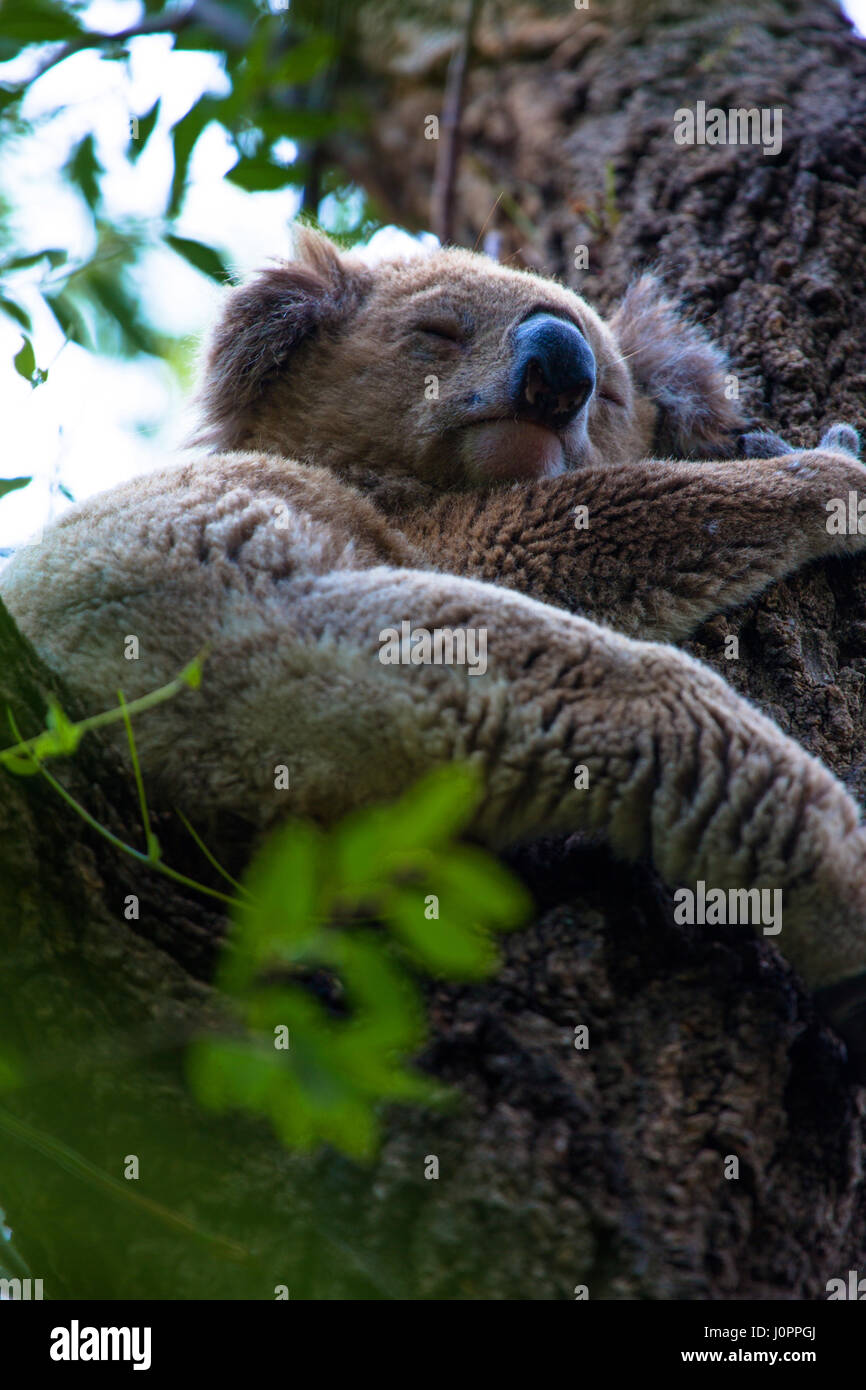 A koala bear sleeps peacefully in a gum tree, NSW, Australia Stock Photo