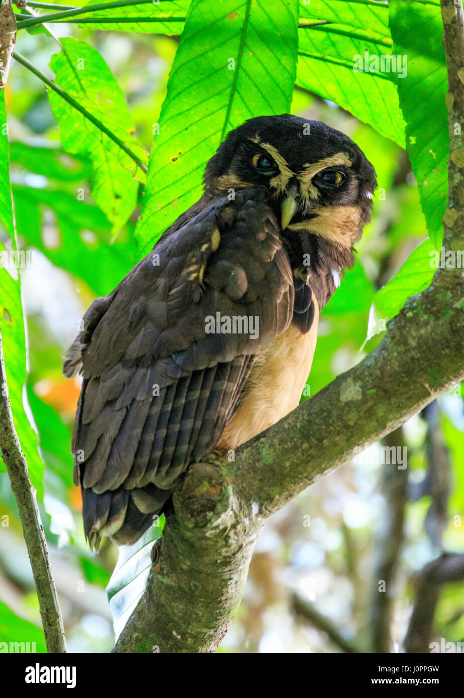 Barred anchorite from anton valley panama Stock Photo