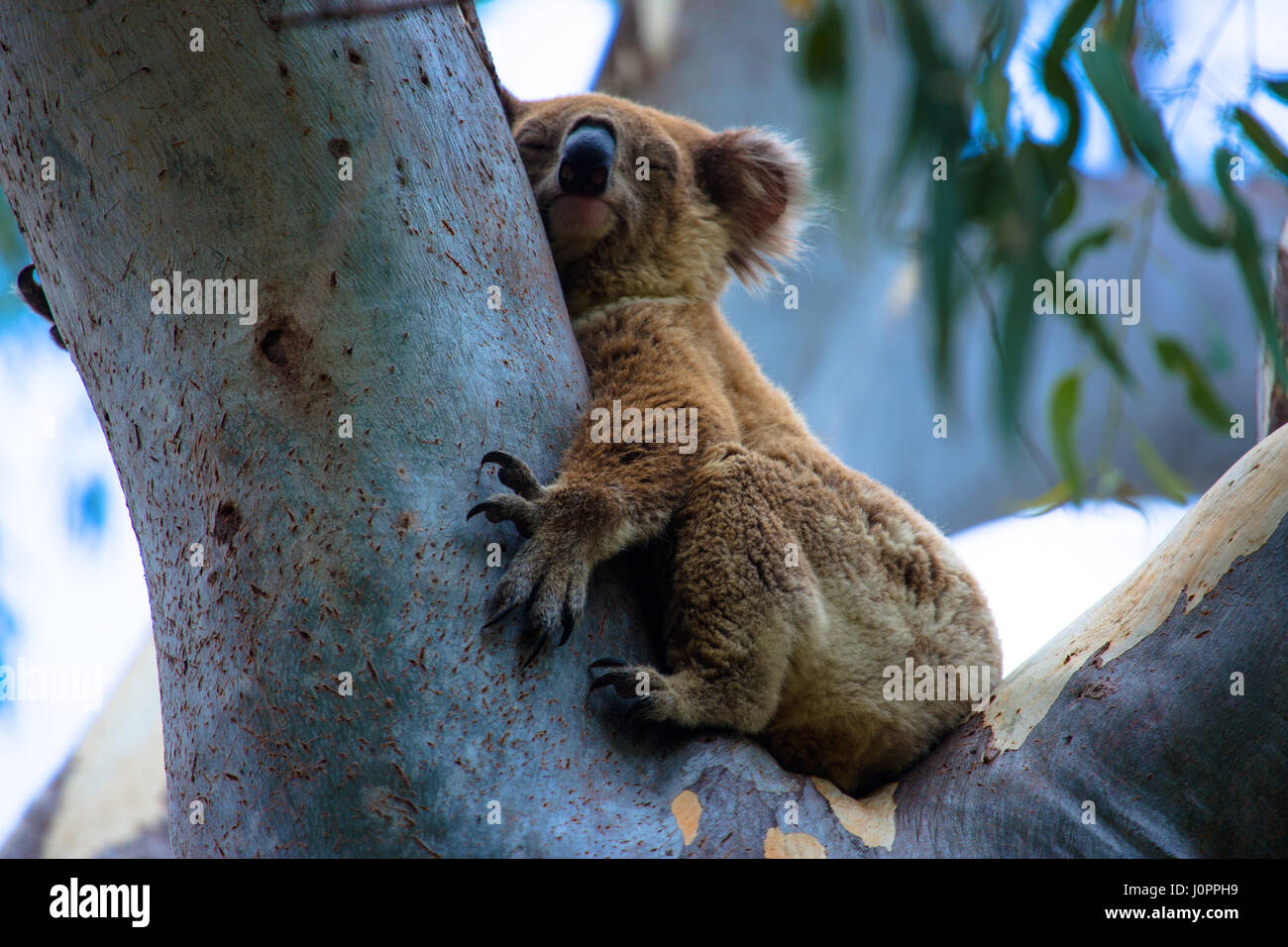 A sleeping koala rests against tree trunk of gum tree, Queensland, Australia Stock Photo