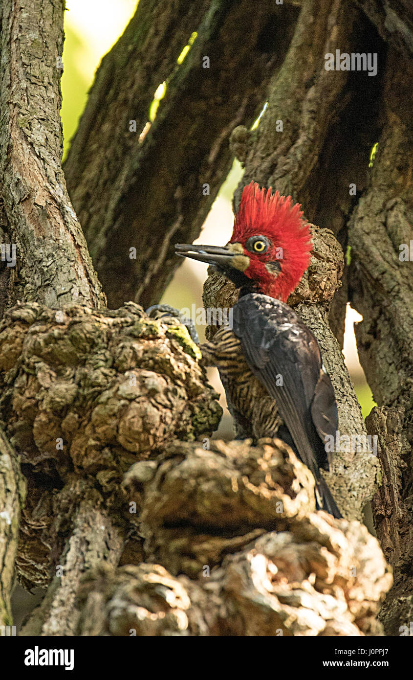 crimson crested woodpecker from panama Stock Photo