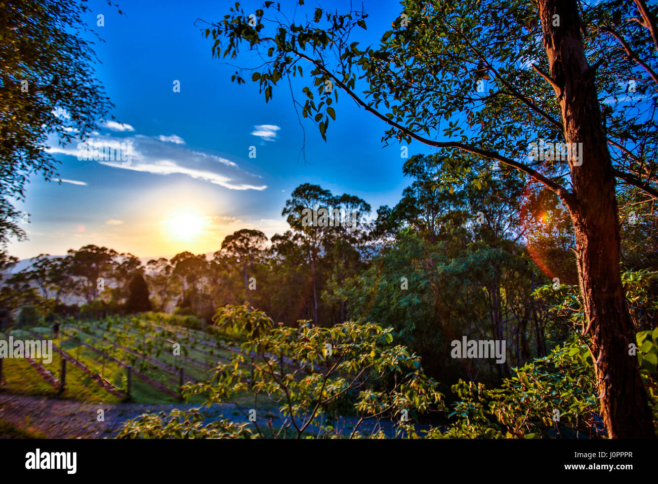 A hot sunrise in a blue sky day in the Blue Mountains, NSW, Australia Stock Photo