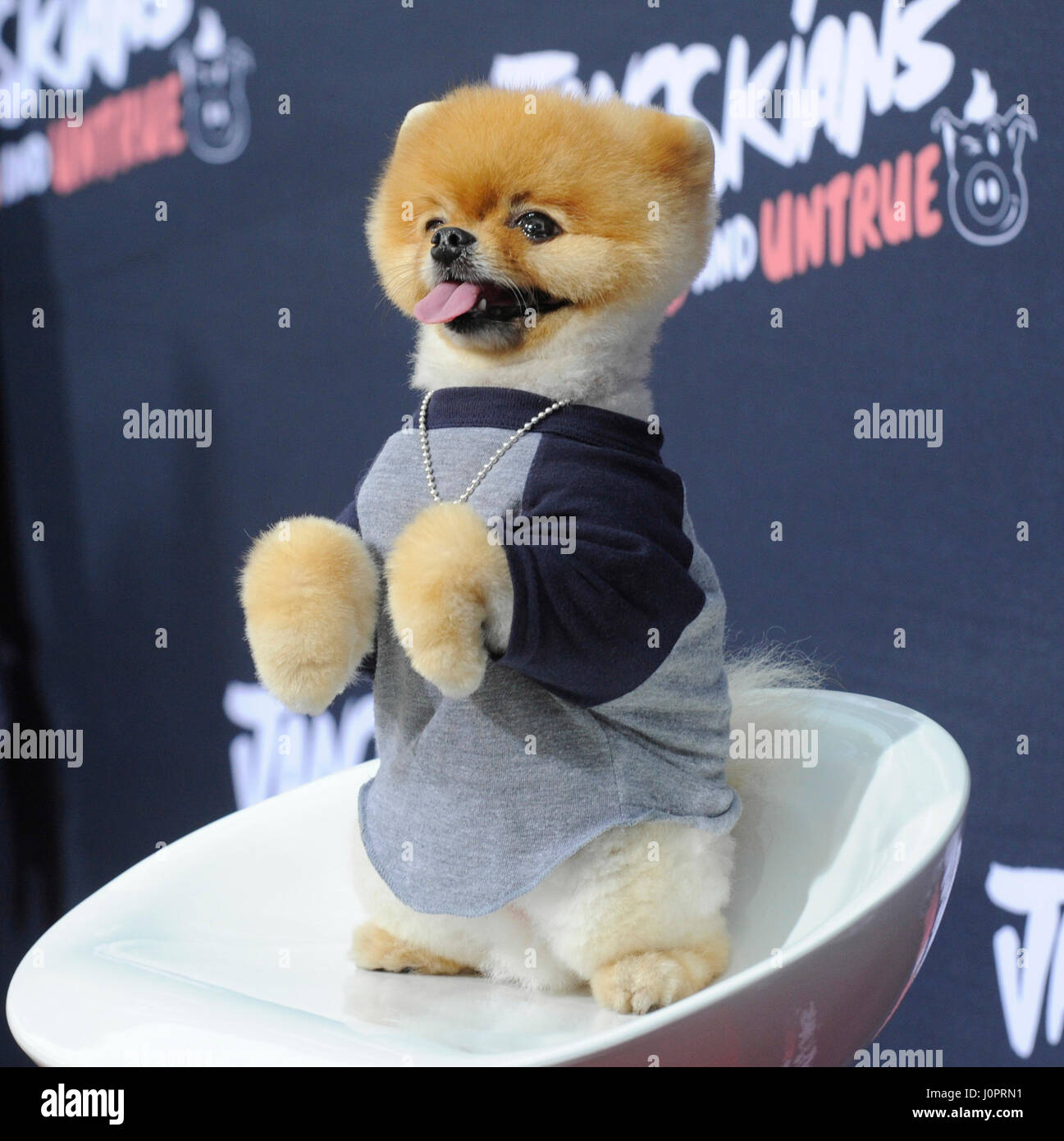 Boo the hotsell dog and jiffpom