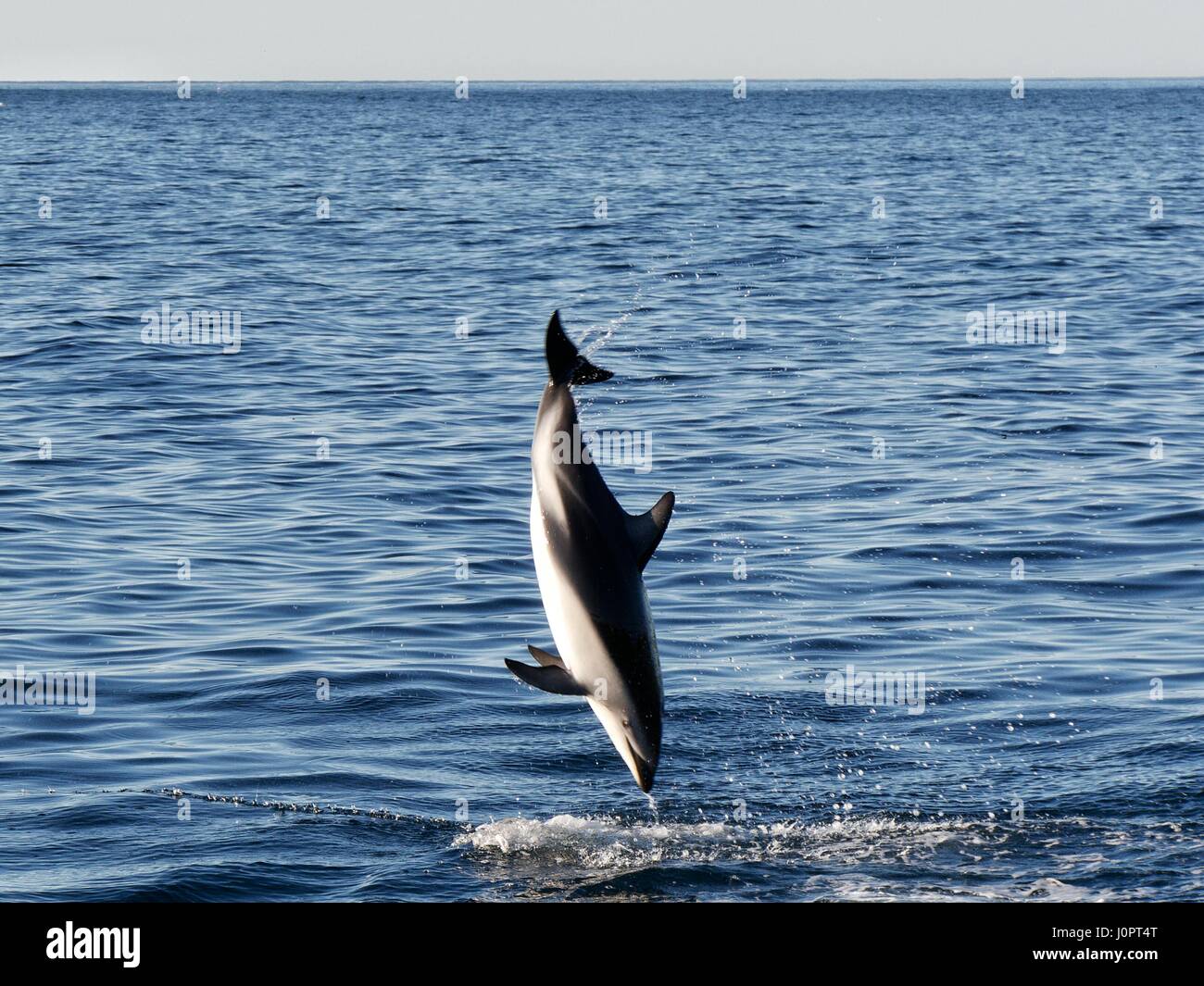 dusky dolphin jumping in the ocean at Kaikoura, New Zealand Stock Photo