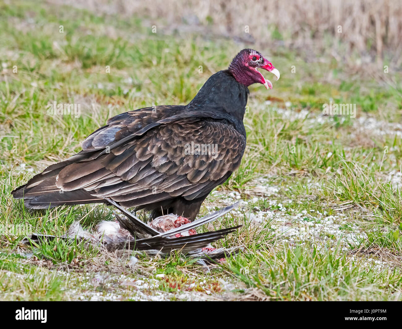 Turkey Vulture with Meal Stock Photo Alamy