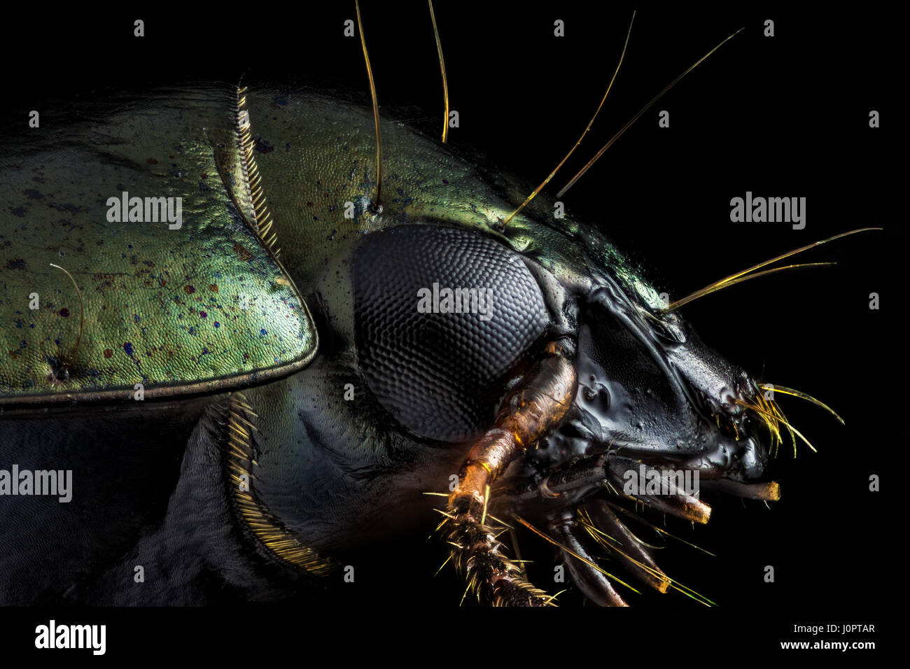 Extreme macro - Profile portrait of a green beetle photographed through a microscope at x10 magnification. Stock Photo