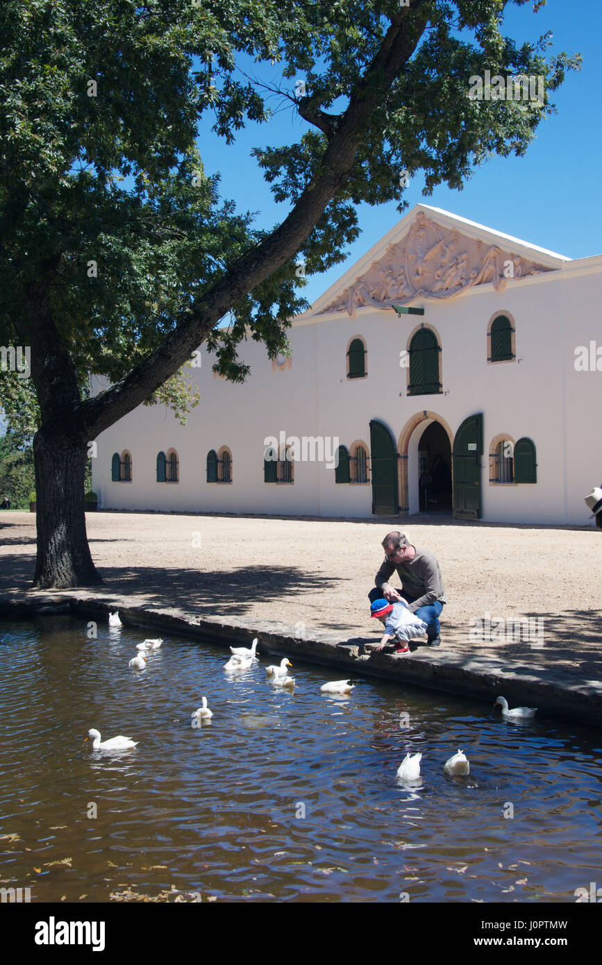 Pond and ducks with Cloete cellar Groot Constantia wine estate Cape