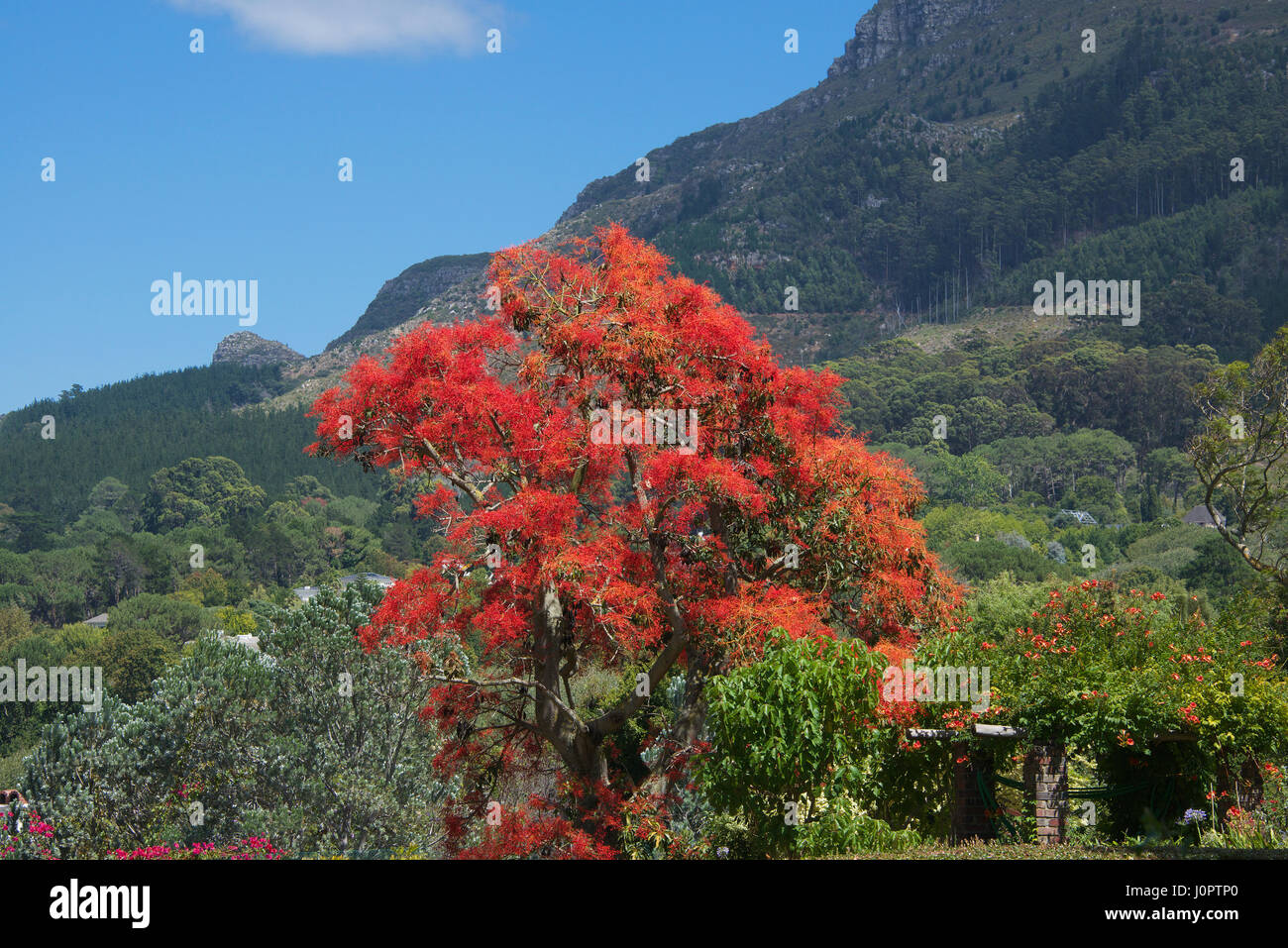 Flame tree Constantia Cape Town South Africa Stock Photo