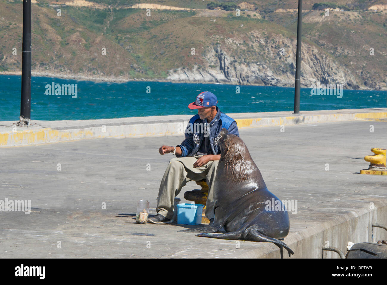 Seal and fisherman Hout Bay Cape Town South Africa Stock Photo