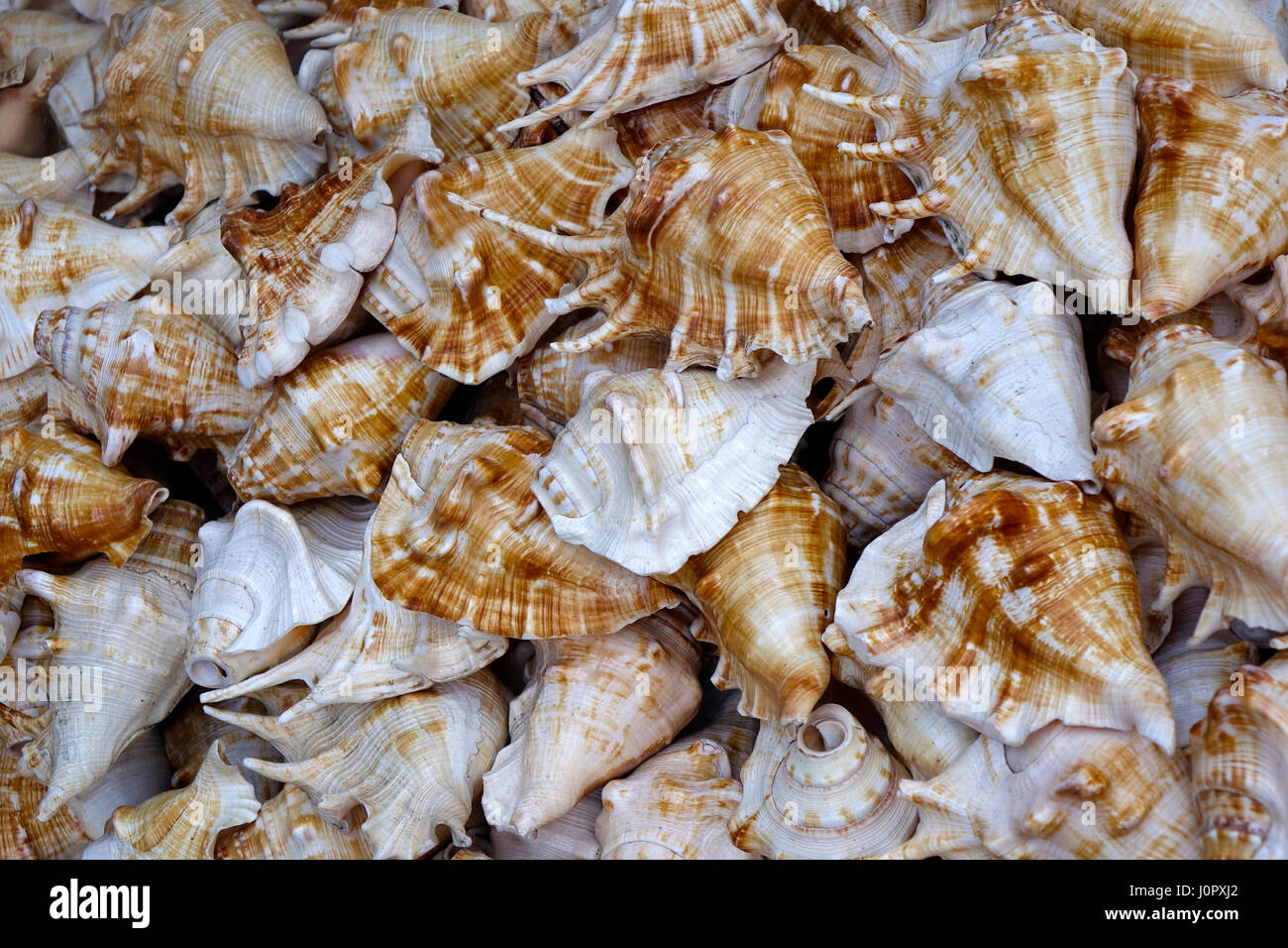 India sea shells hires stock photography and images Alamy