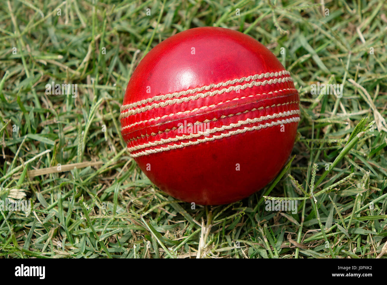 A brand new red Cricket ball with white stitches in green grasses Stock Photo