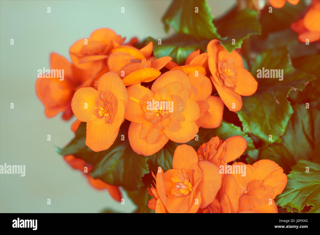 Orange begonia flower on blue background Stock Photo