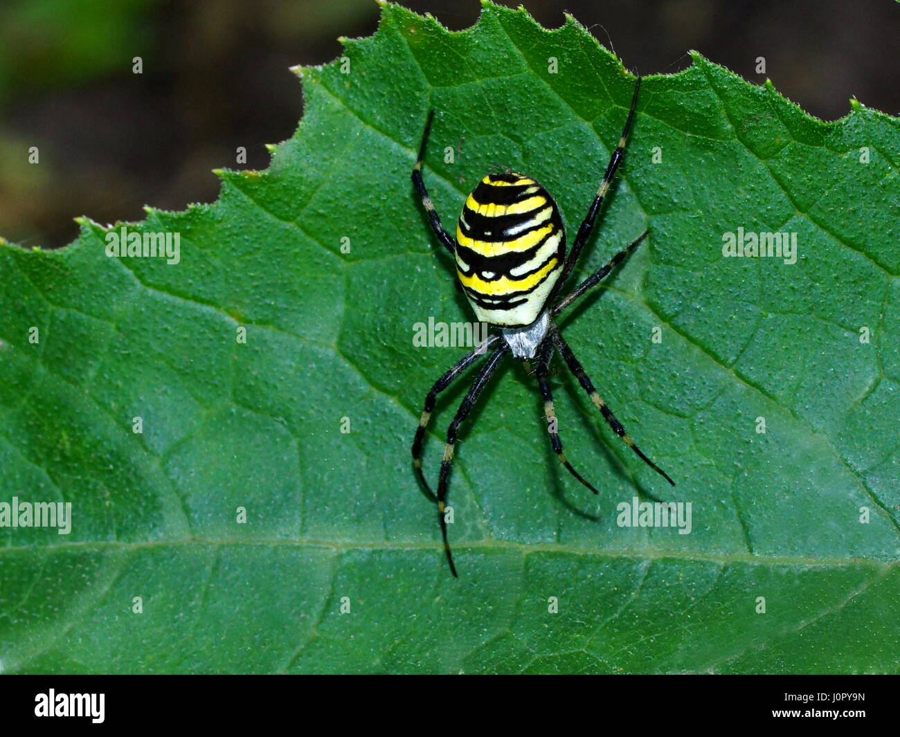 Argiope bruennichi, wasp spider, orb-web spider Stock Photo