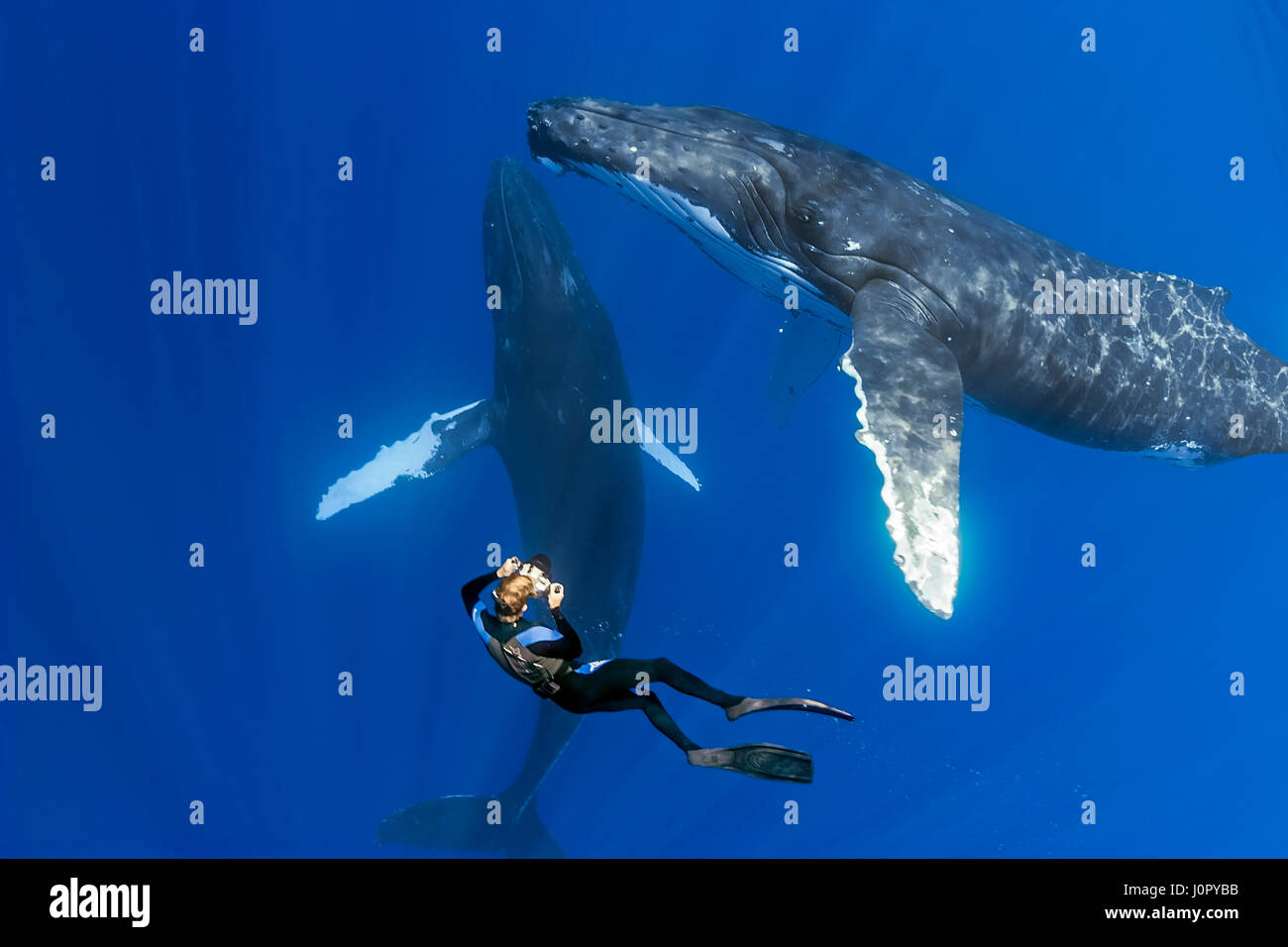 Humpback Whale and Underwater Photographer, Megaptera novaeangliae, Hawaii, USA Stock Photo