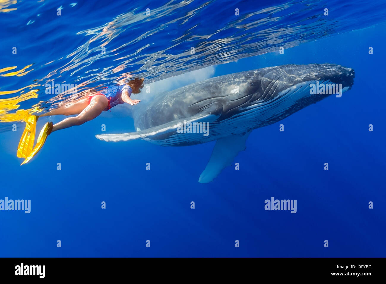 Woman Snorkeler and Humpback Whale, Megaptera novaeangliae, Hawaii, USA