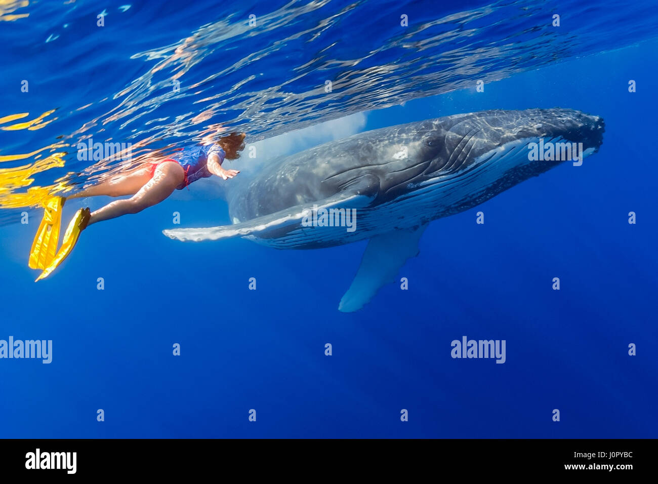 Woman Snorkeler and Humpback Whale, Megaptera novaeangliae, Hawaii, USA Stock Photo