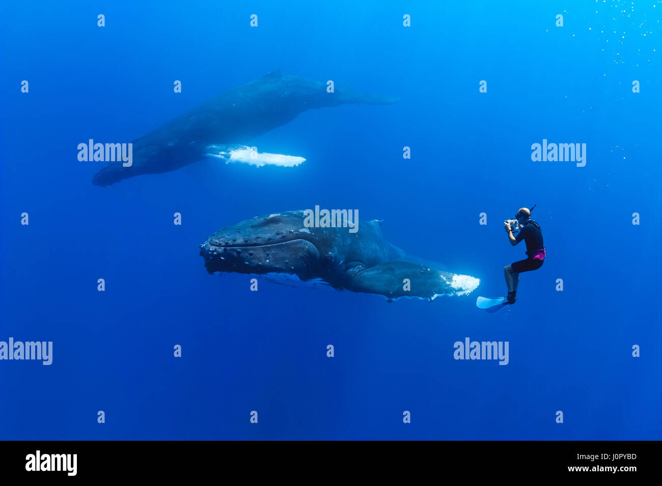 Humpback Whale and Underwater Photographer, Megaptera novaeangliae, Hawaii, USA Stock Photo