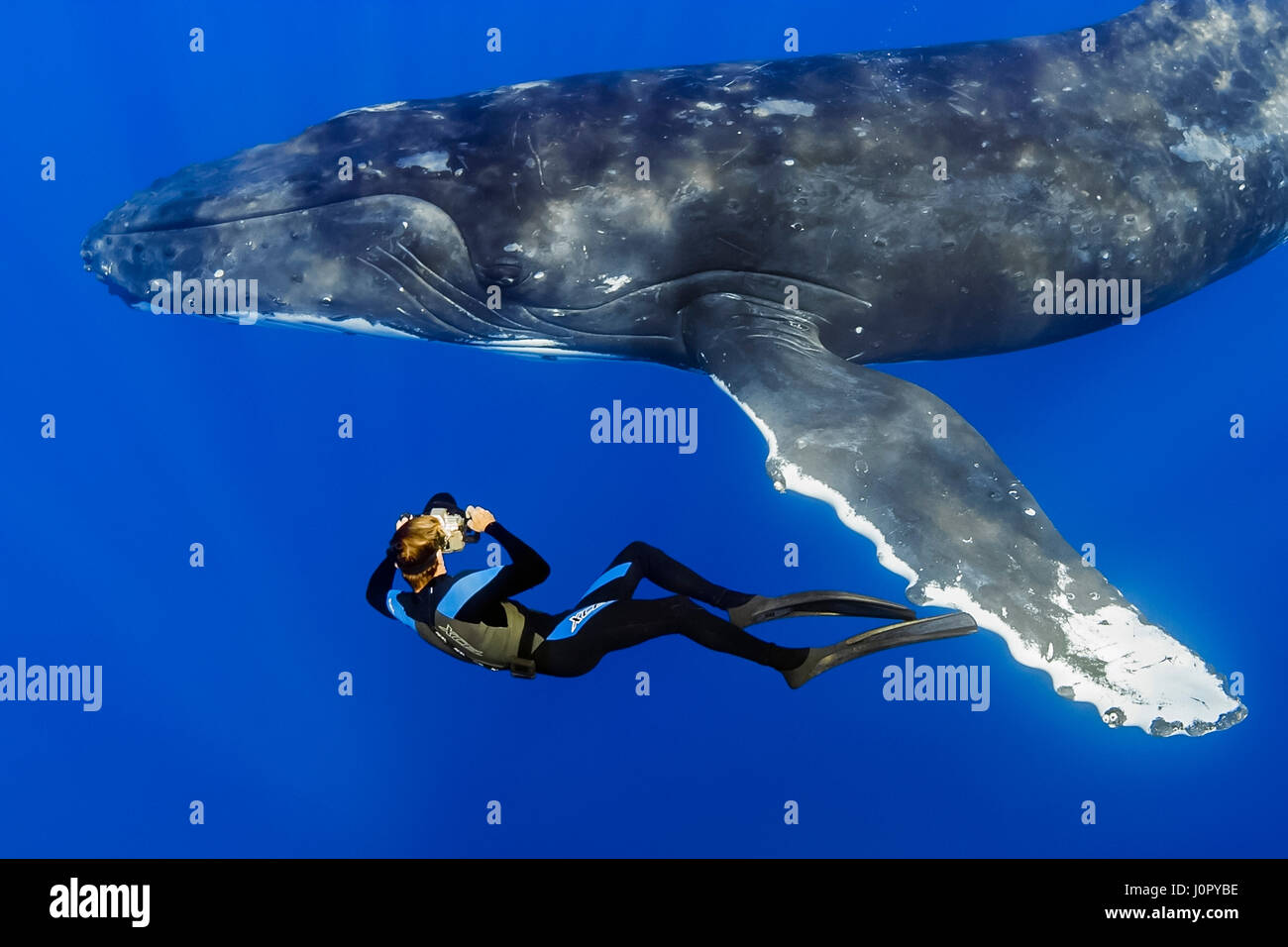 Humpback Whale and Underwater Photographer, Megaptera novaeangliae