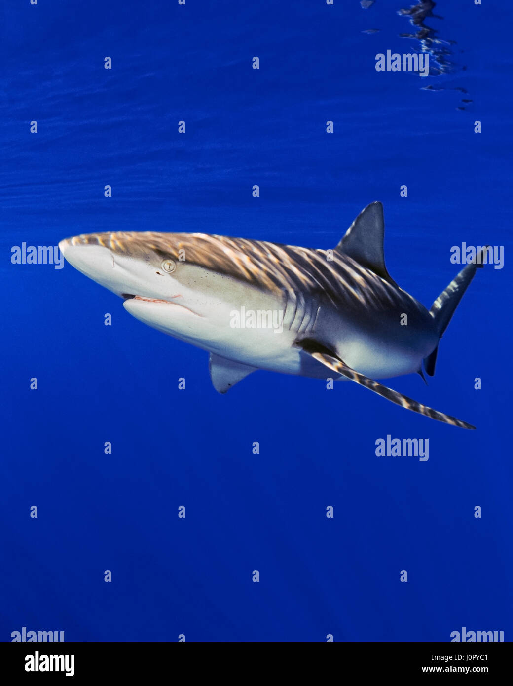 Galapagos Shark, Carcharhinus galapagensis, Hawaii, USA Stock Photo - Alamy