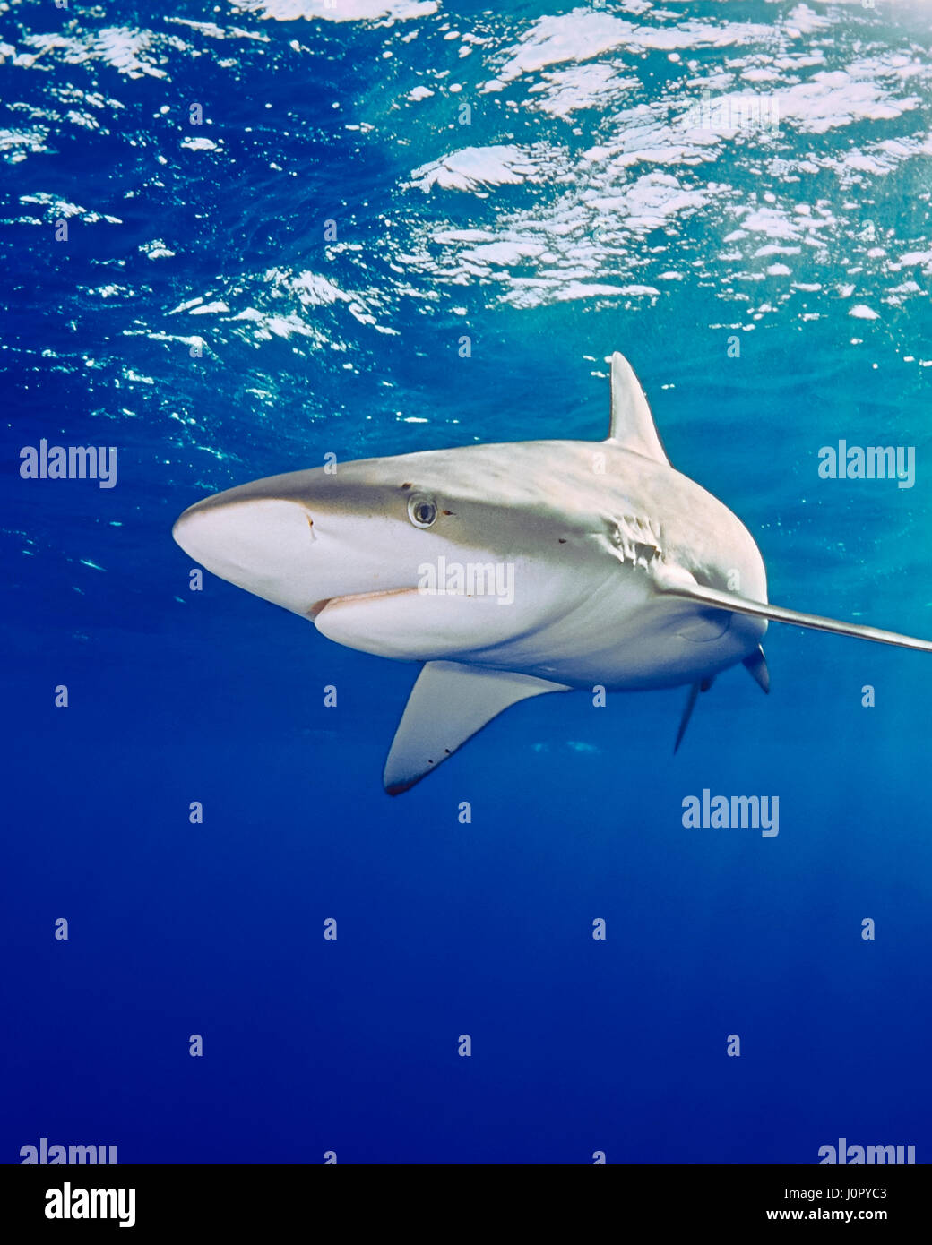 Galapagos Shark, Carcharhinus galapagensis, Hawaii, USA Stock Photo Alamy