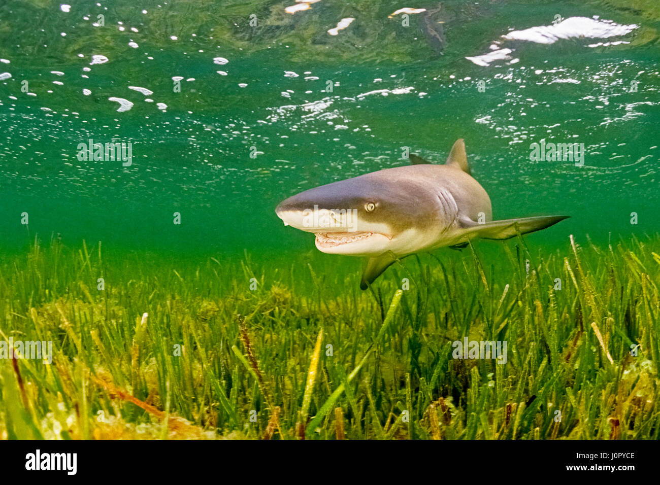 Lemon Shark, Negaprion brevirostris, Florida, USA Stock Photo Alamy
