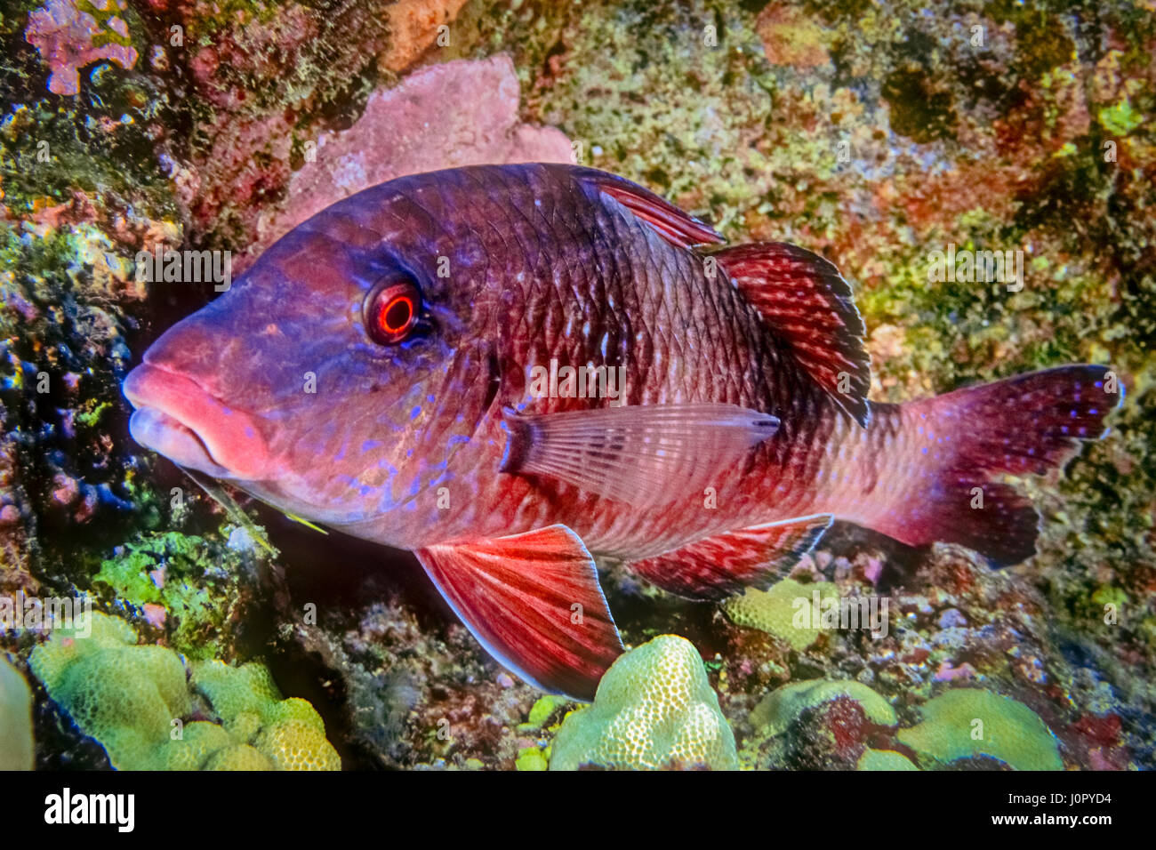 Manybar Goatfish, Parupeneus multifasciatus, Hawaii, USA Stock Photo