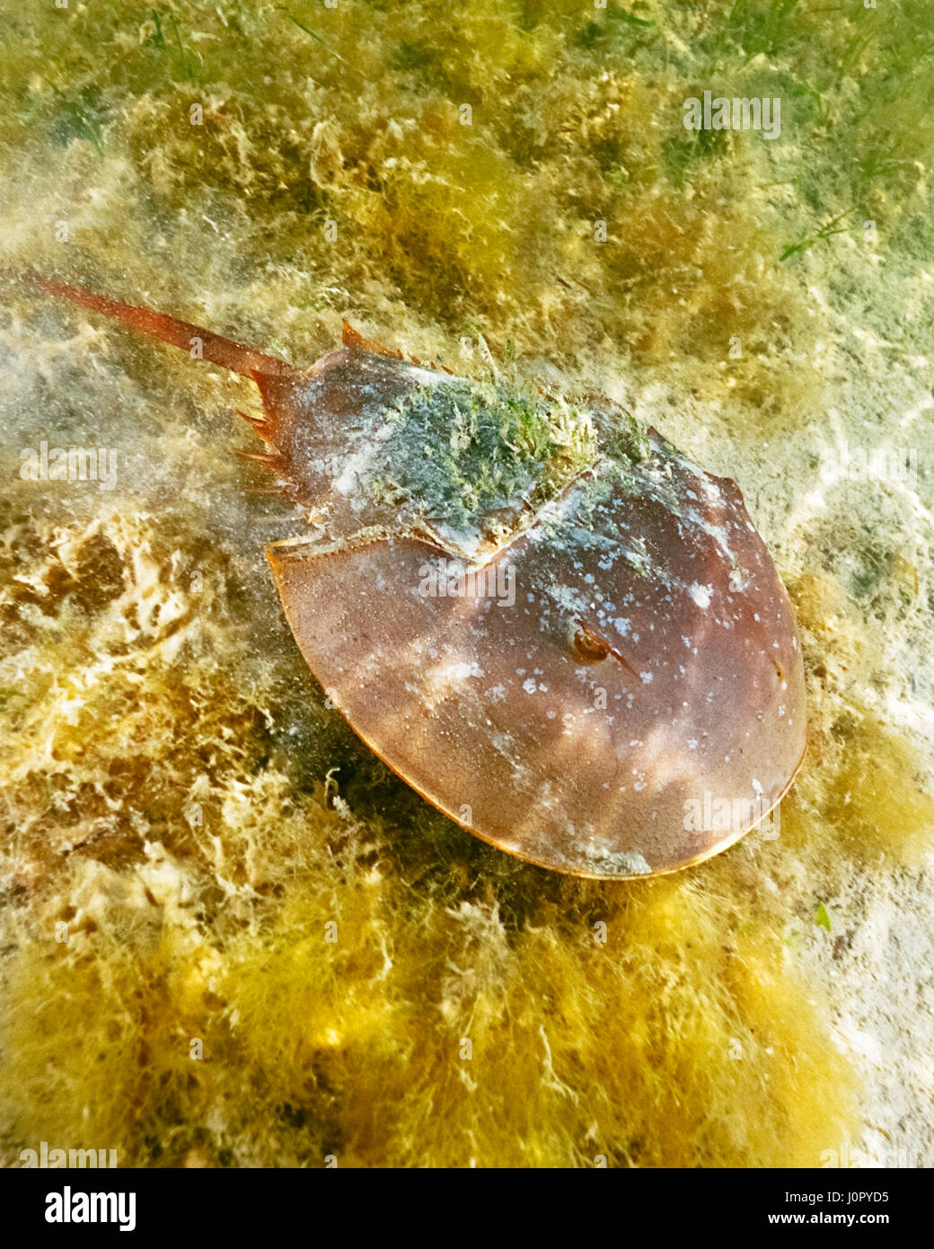 Atlantic Horseshoe Crab, Limulus polyphemus, Florida, USA Stock Photo