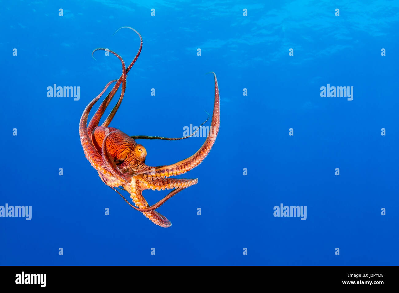 Day Octopus, Octopus cyanea, Hawaii, USA Stock Photo Alamy