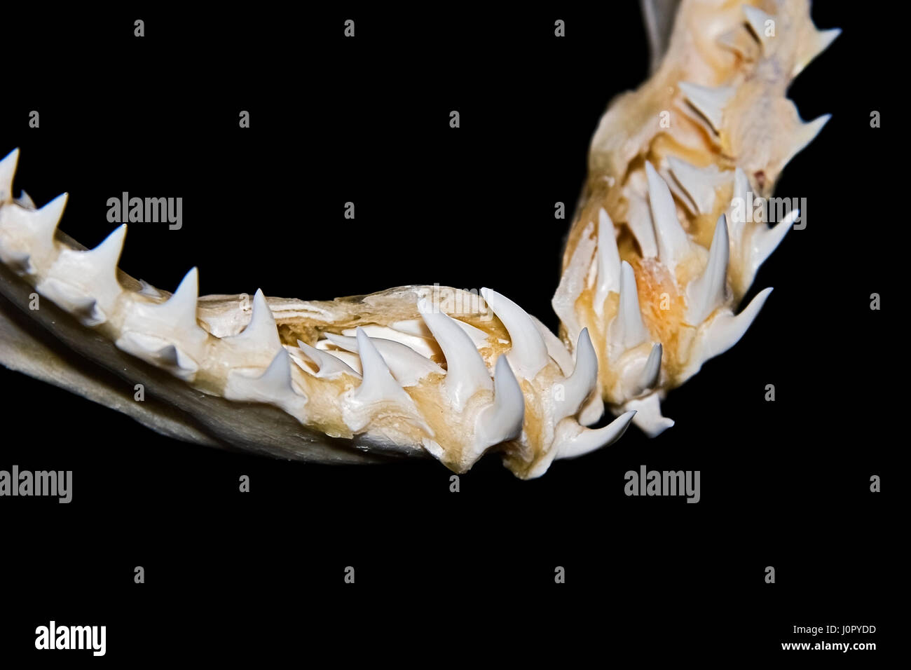 Mako shark teeth hi-res stock photography and images - Alamy