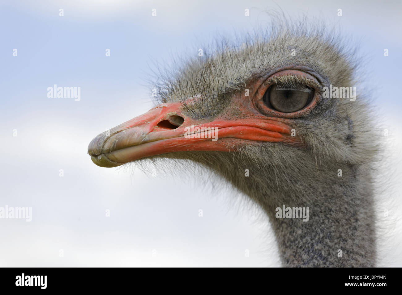Head of an African ostrich against the sky Stock Photo