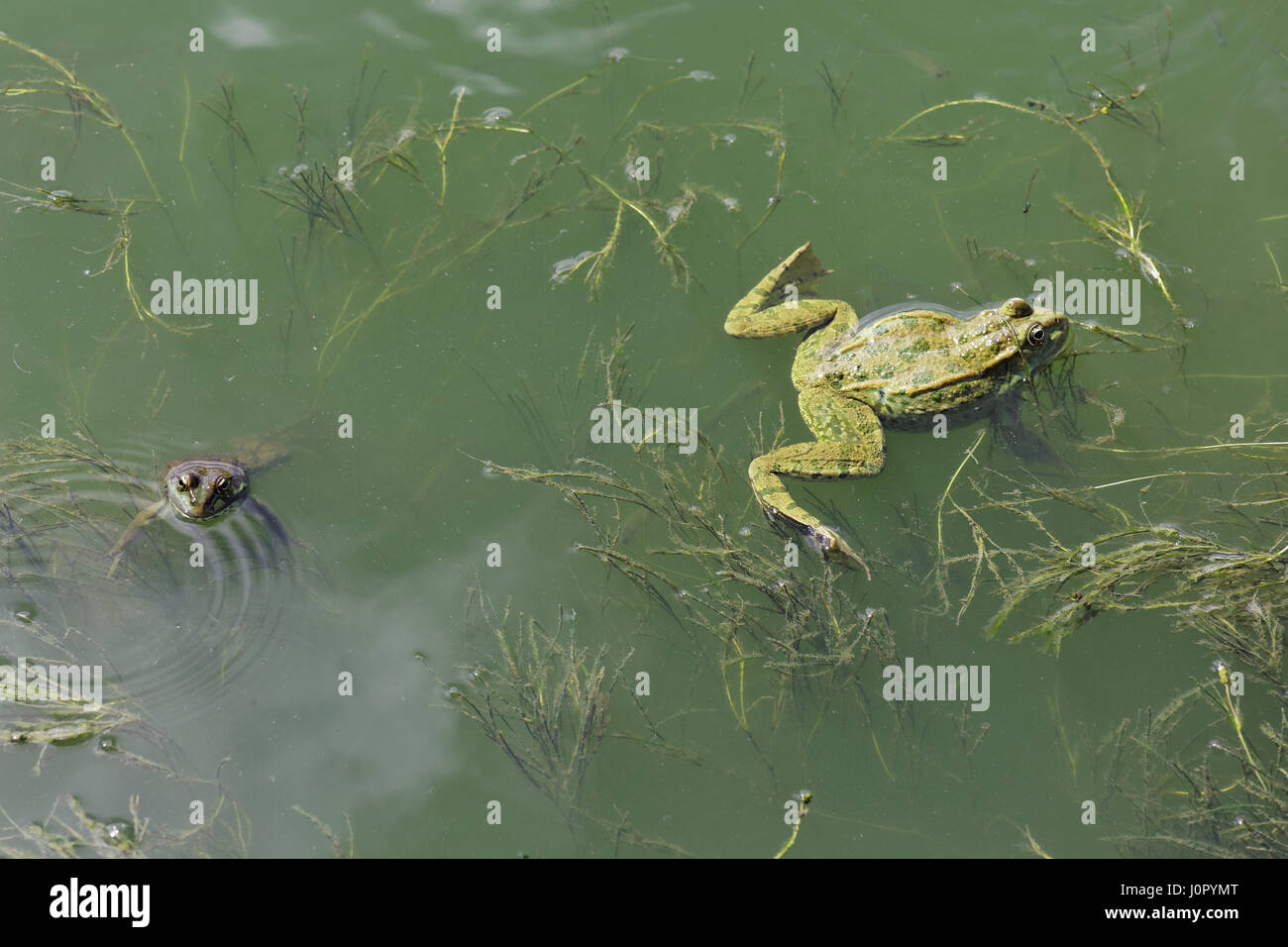 Lake X PlastX toad, underwater footage 