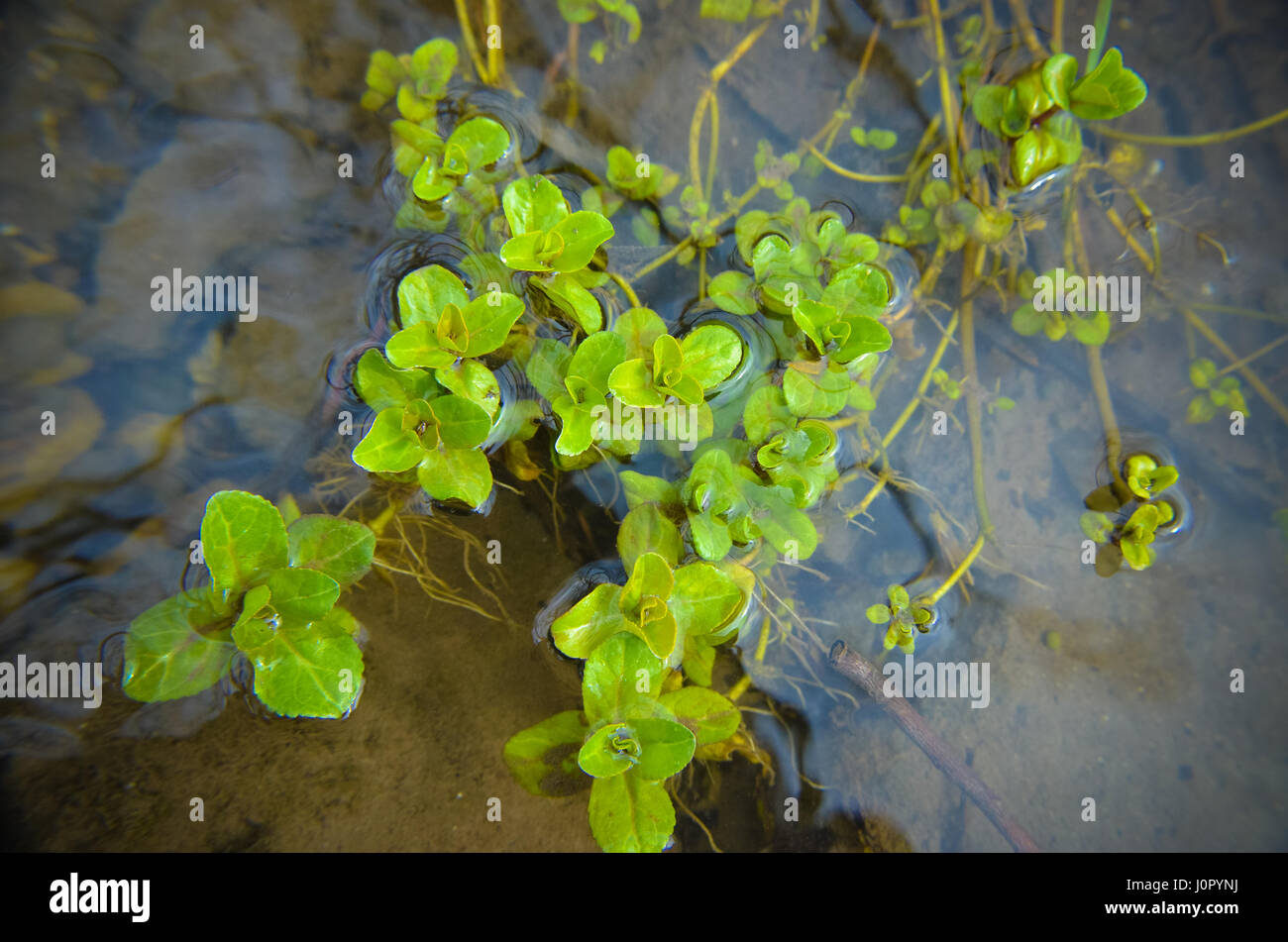 Water seaweed plants in river Stock Photo Alamy