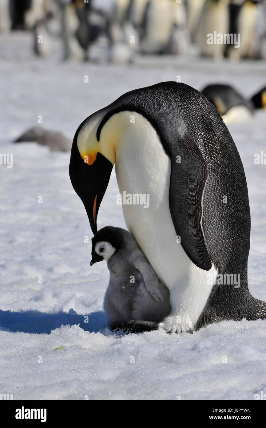 Emperor Penguins with chick Stock Photo