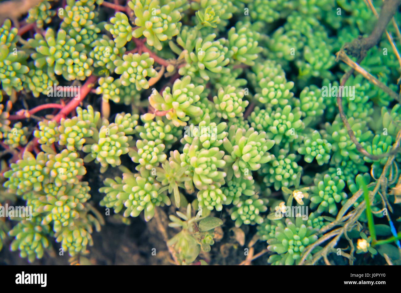 Small succulents hi-res stock photography and images - Alamy