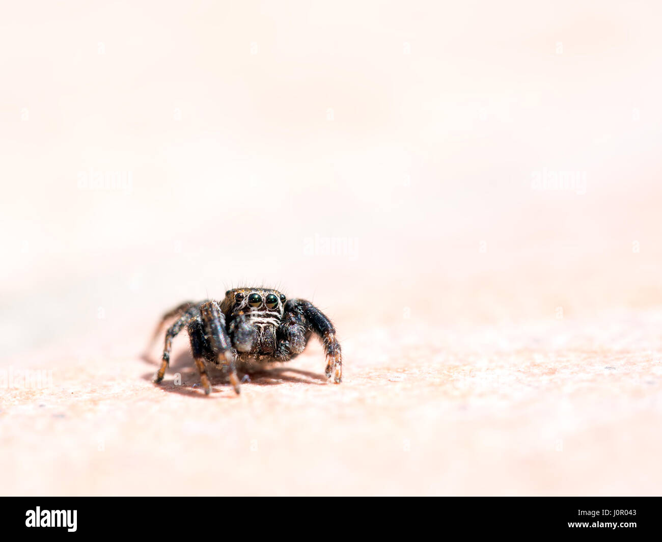 Black jumping spider hires stock photography and images Alamy
