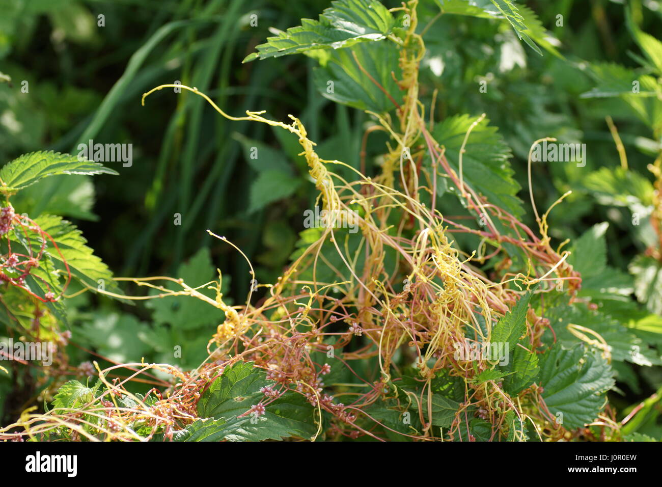 Cuscuta, dodder, parasitic plants Stock Photo
