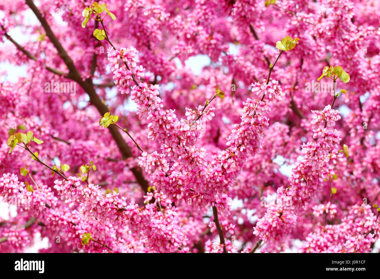 Pink blossom tree Stock Photo Alamy