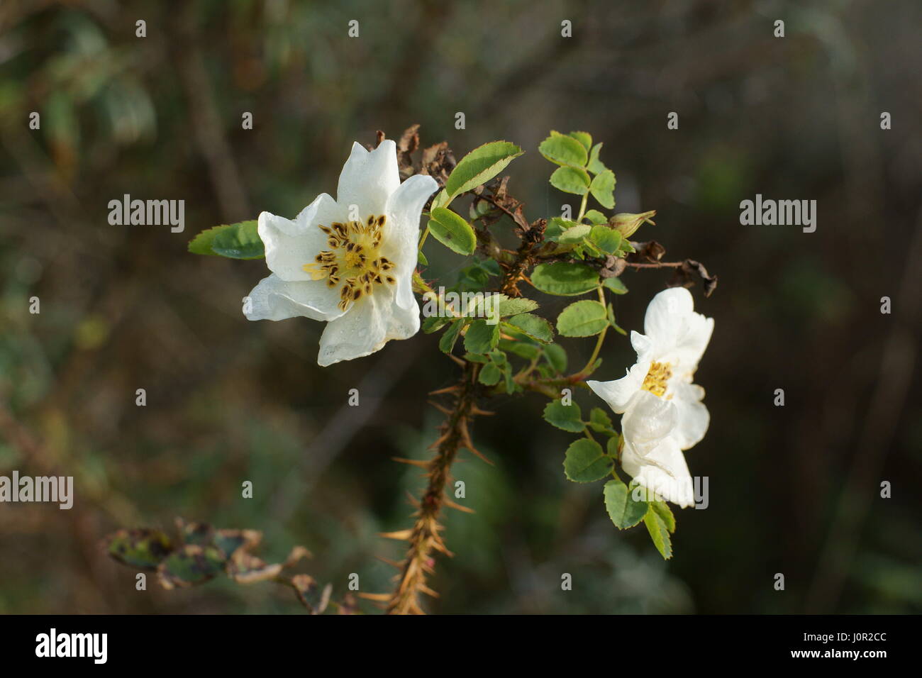 Rosa spinosissima hires stock photography and images Alamy