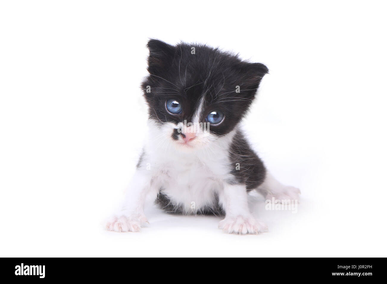 Adorable Baby Tuxedo Style Kitten On White Background Stock Photo - Alamy
