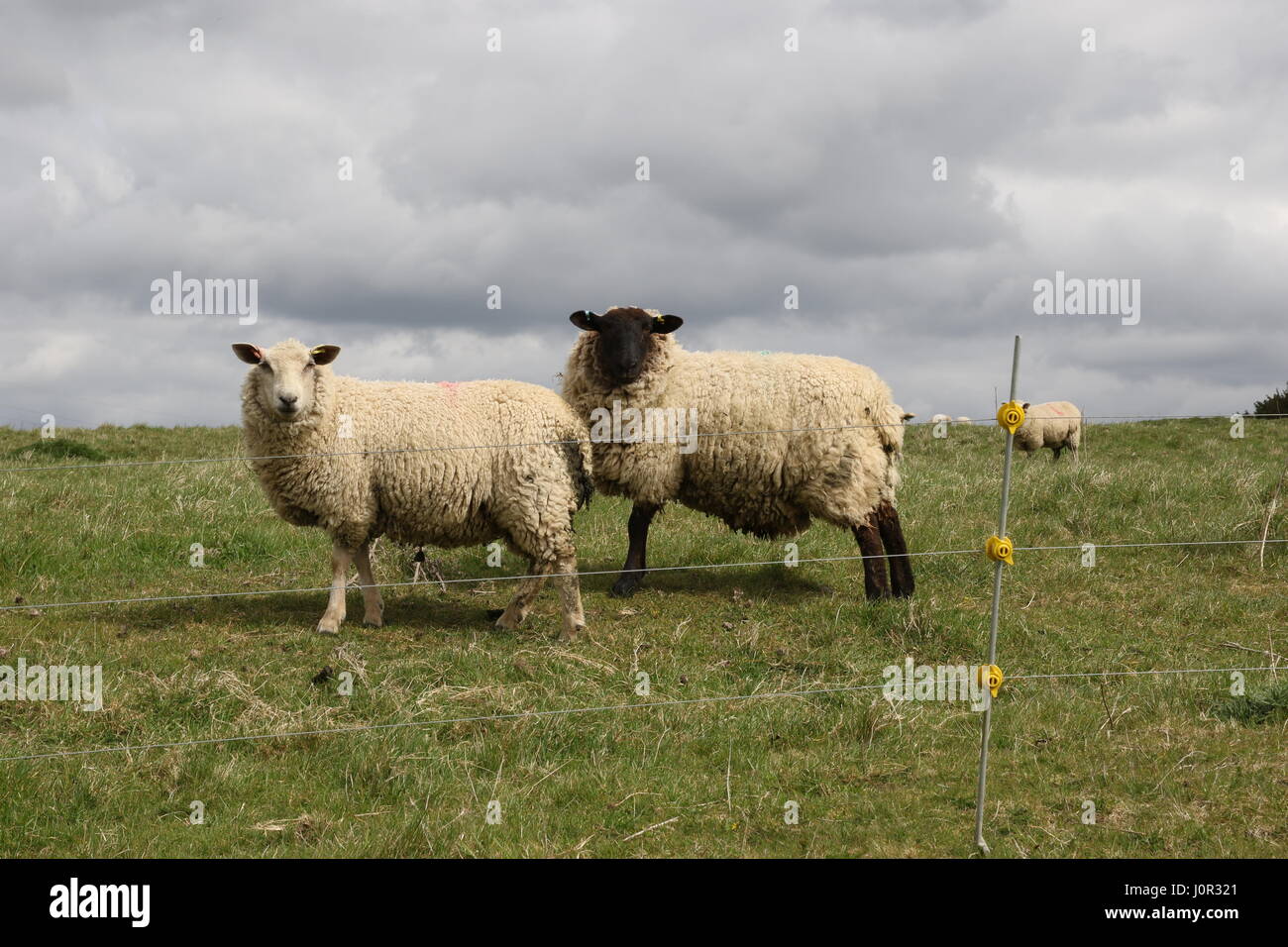 Two sheep looking at the camera, in a field with dark clouds in the background Stock Photo