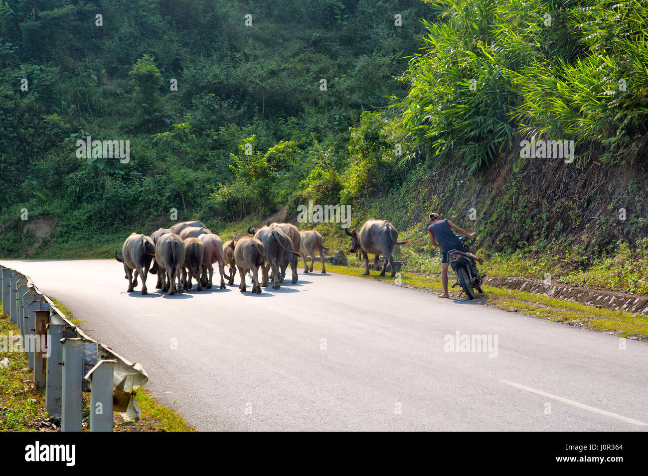 Young man herding water buffaloes to pasture, along highway using motorcycle, Pha Din Pass, Son La Province. Stock Photo