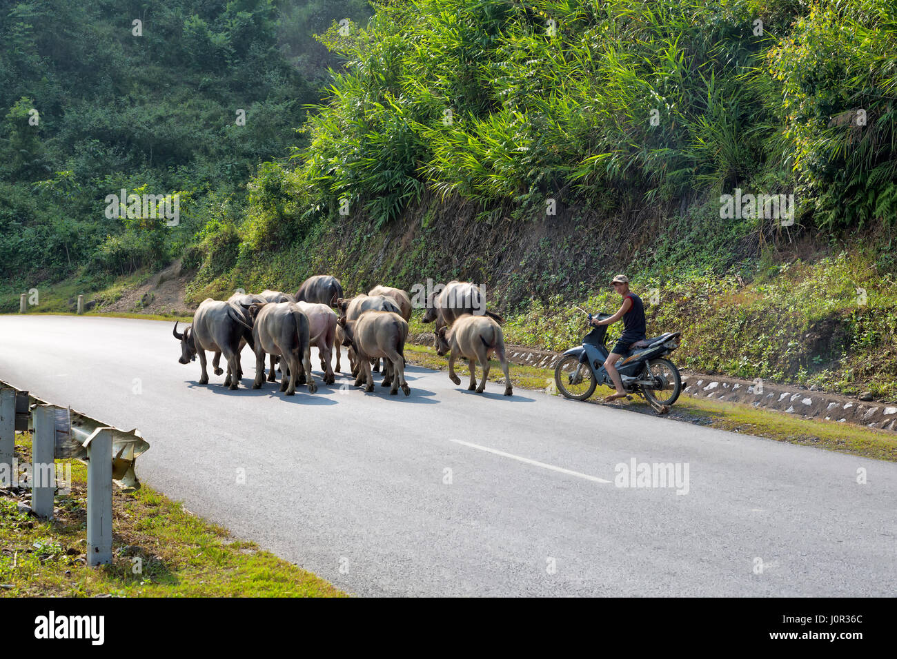Young man herding water buffaloes to pasture, along highway, using motorcycle, Pha Din Pass, Son La Province., Stock Photo