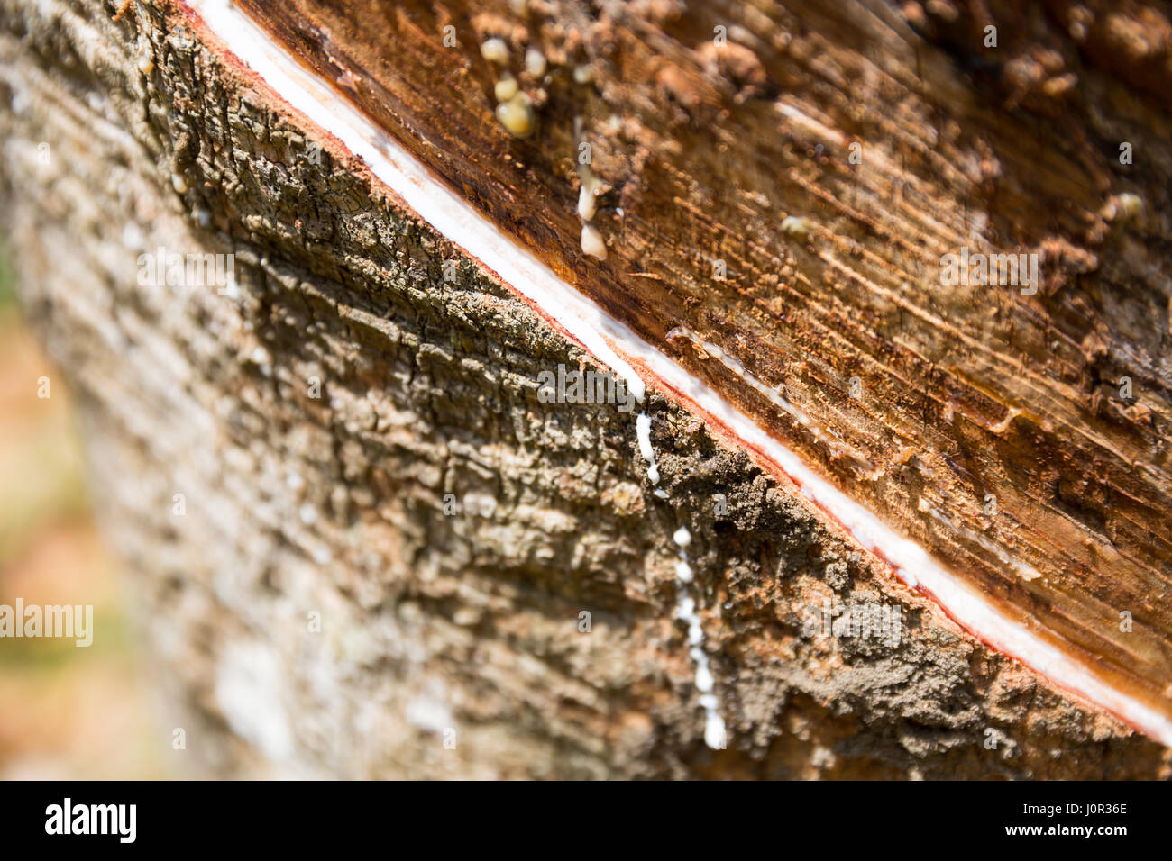 Tree Milkissue White milk on rubber tree trunk, closeup view. Plantation of Sri Lanka ...